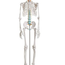 Модел на скелет "Оскар"