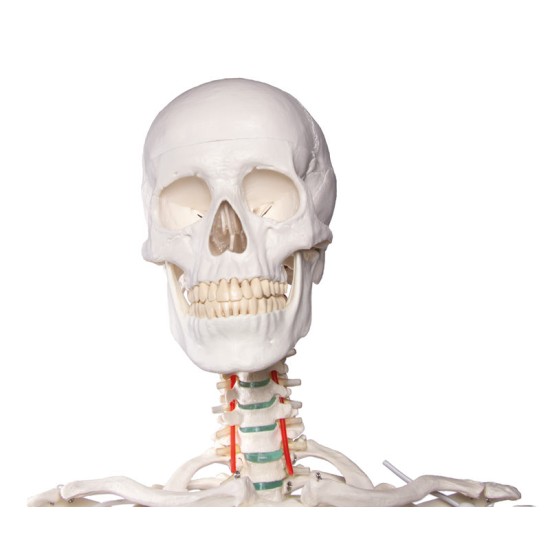 Модел на скелет "Оскар"