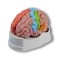 Анатомичен модел на мозък на човек