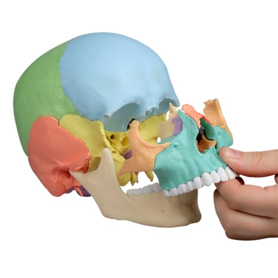 Анатомичен модел на човешки череп от 22 части 