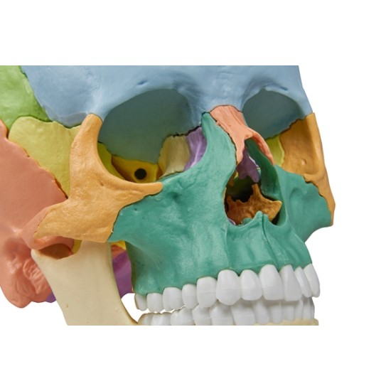 Анатомичен модел на човешки череп от 22 части 