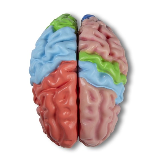 Анатомичен модел на мозък на човек