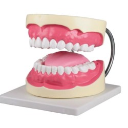 Анатомичен модел на челюст за орална хигиена