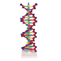 Модел на двойна спирала на ДНК