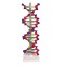 Модел на двойна спирала на ДНК