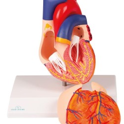 Анатомичен модел на сърце от 2 части 