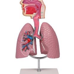 Анатомичен модел на дихателна система при човека